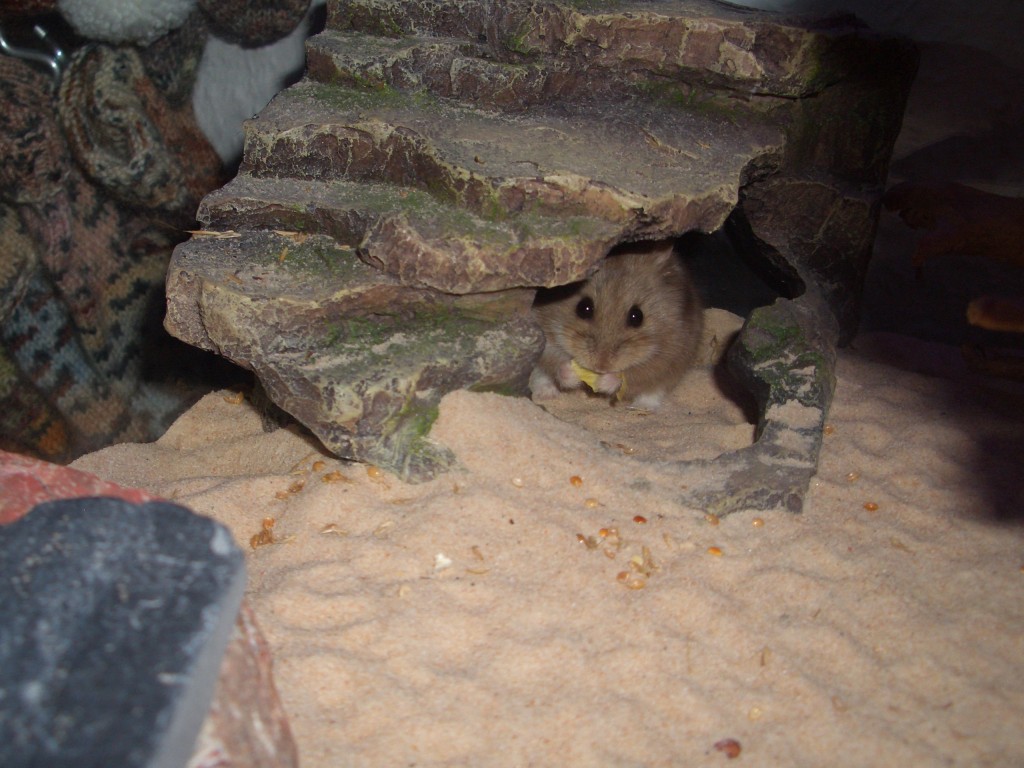 016 - In der Wüstenhöhle beim Knabbern