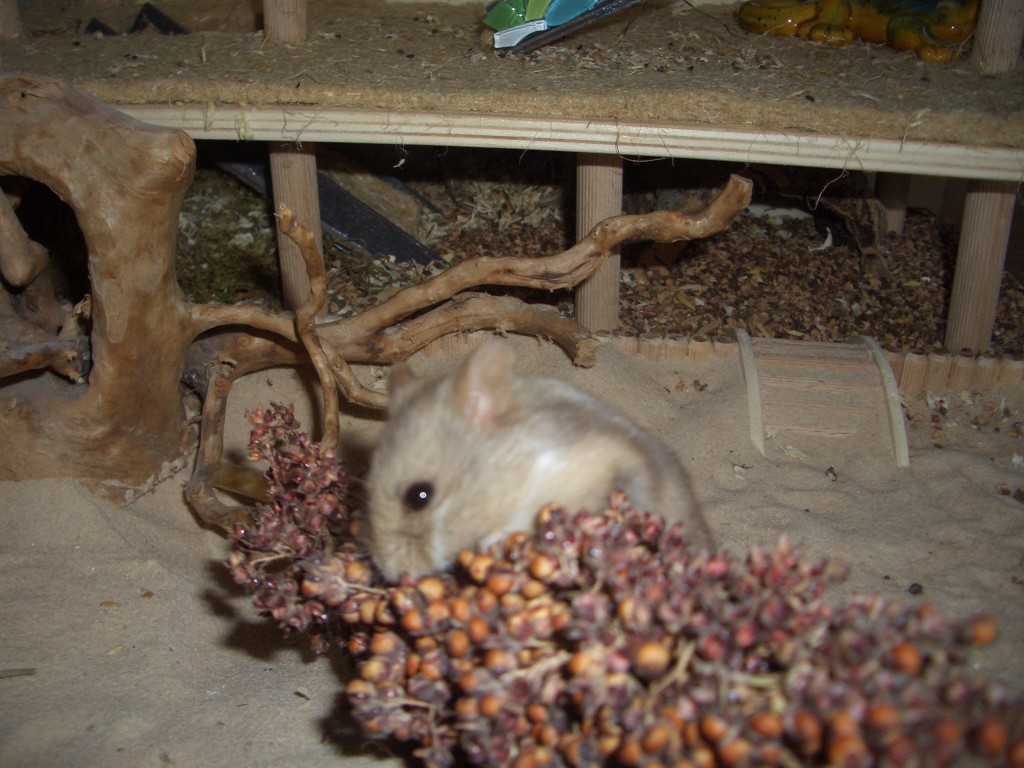 030 - Ein sehender Hamster findet jede Menge Körner