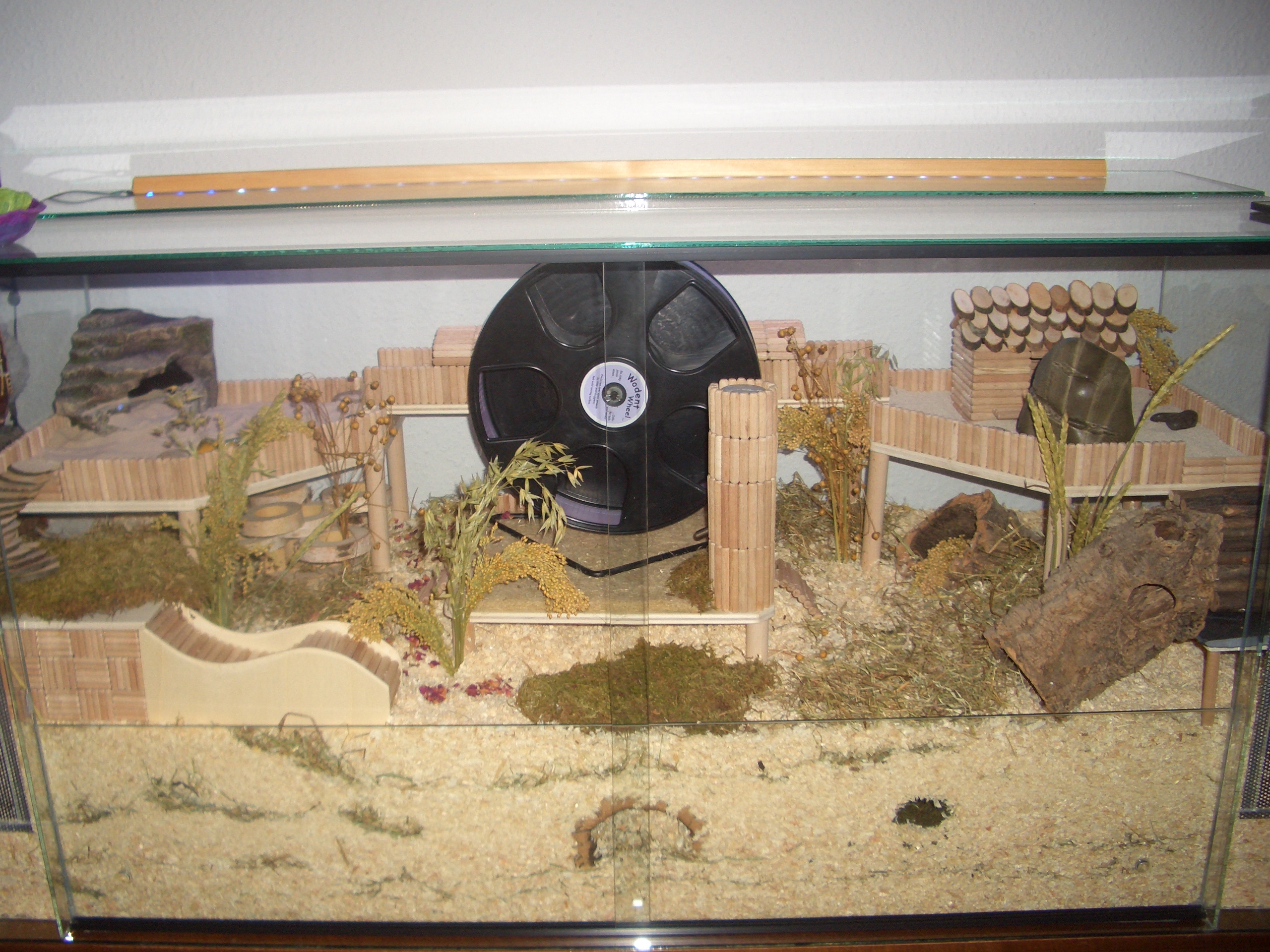 Kira001 - Terrarium mit Blitz