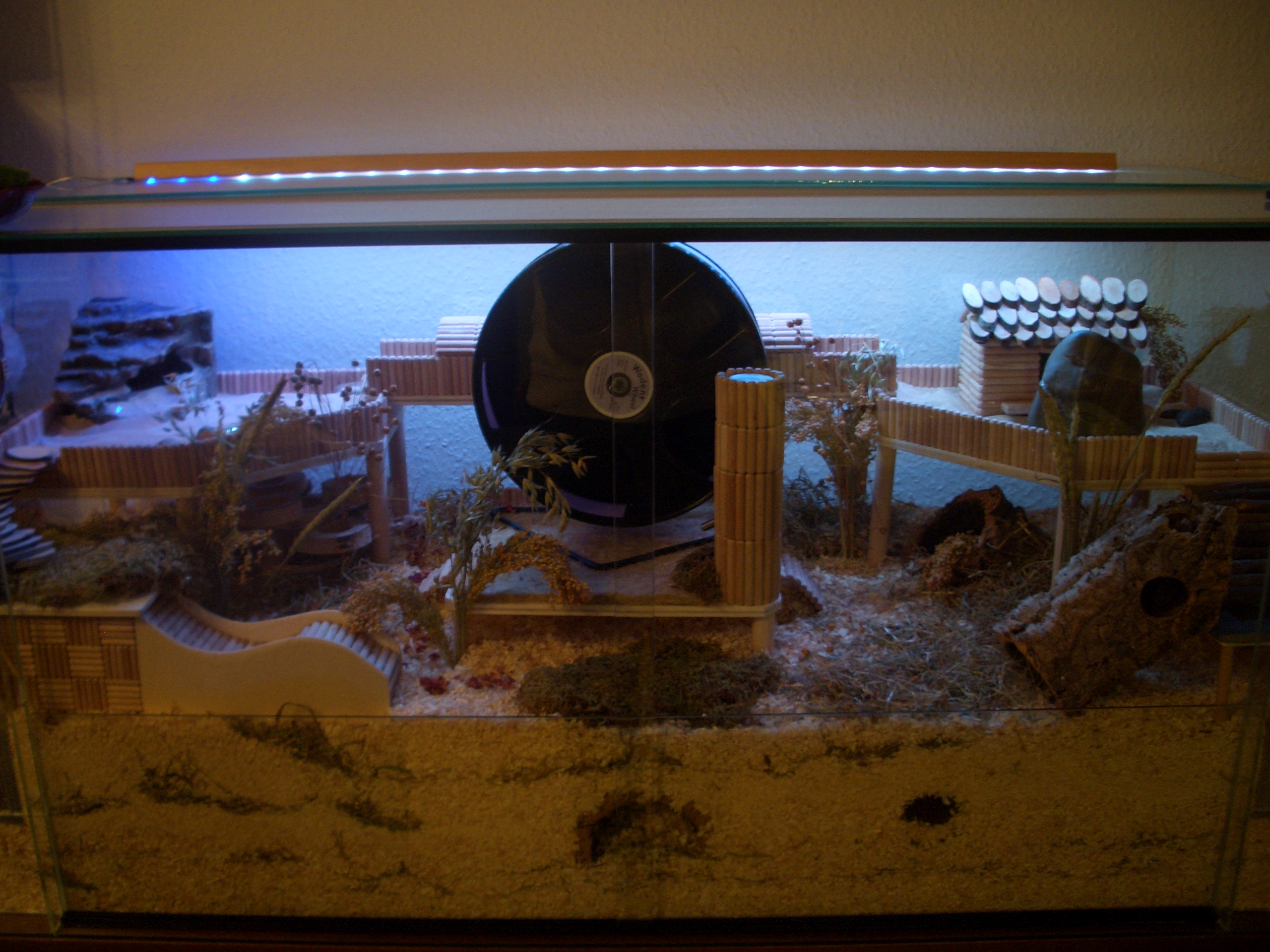 Kira002 - Terrarium ohne Blitz